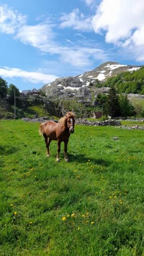 Katun Mokra accommodation & horseback riding