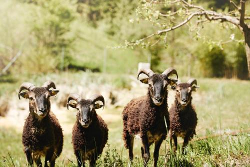 Gut Pössnitzberg - image 9