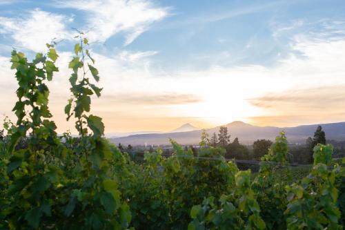 Hummingbird Estate Hummingbird Estate