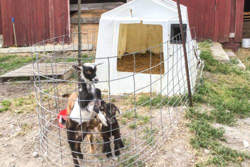 Cozy Dairy Farm Studio 14 Mi to Shipshewana - image 3