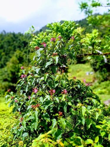 罗茨丛林仙境酒店 罗茨丛林仙境酒店