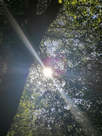 La roulotte des Trois Arbres