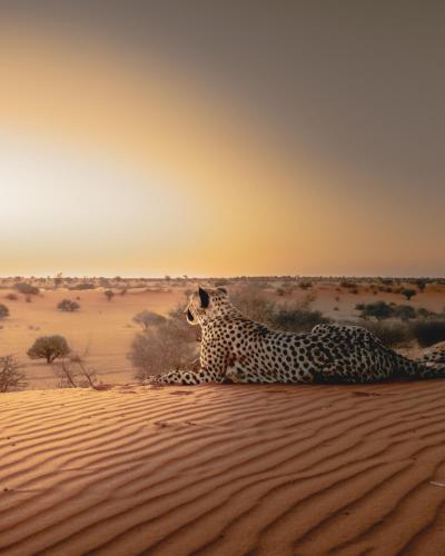 Bagatelle Kalahari Game Ranch