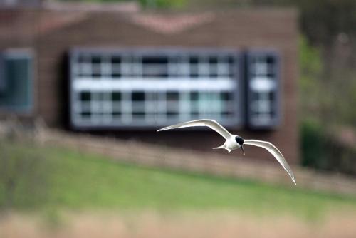 Urdaibai Bird Center