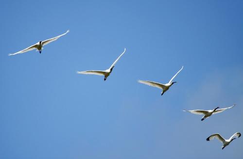 Urdaibai Bird Center