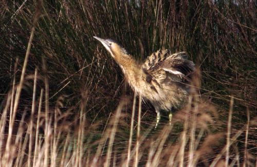 Urdaibai Bird Center