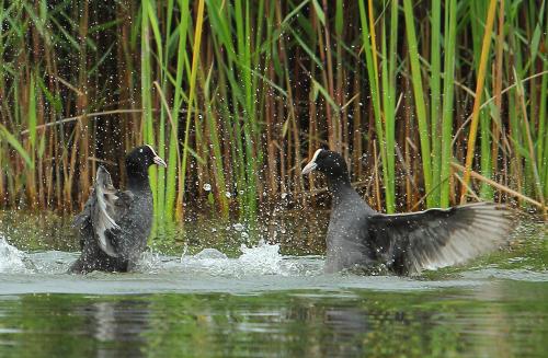 Urdaibai Bird Center