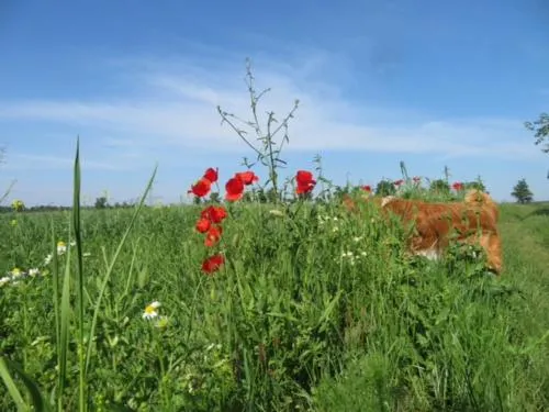 Blota Kral in Lübben, Deutschland