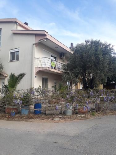 Under the Olive Tree