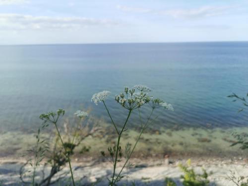Apkārtne, Nordic Bo- strandnahe, gemütliche Ferienhaushälfte in Schwedeneck, Hunde herzlich Willkommen (Nordic Bo- strandnahe, gemutliche Ferienhaushalfte in Schwedeneck, Hunde herzlich Willkommen) in Schwedeneck
