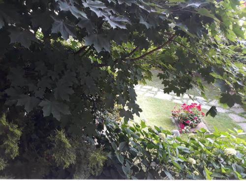 Il Melograno, Borgo San Dalmazzo (Foto 8)