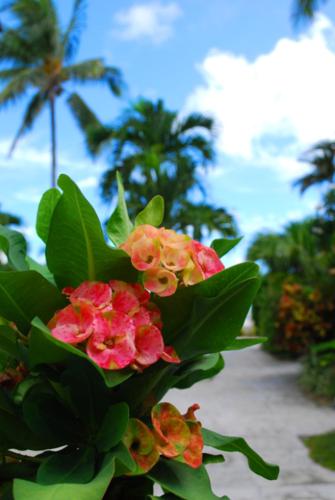 Deluxe Sea View Villas at Paradise Island Beach Club Resort