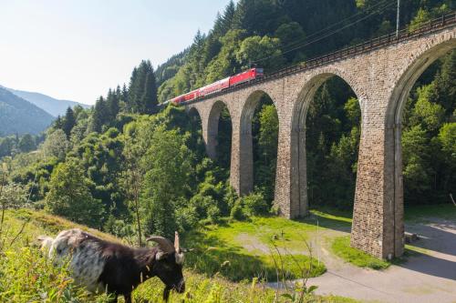 Black Forest Living - Todtnauberg