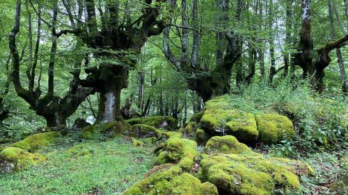 Ulle Gorri Rural House - Casa Rural - image 8
