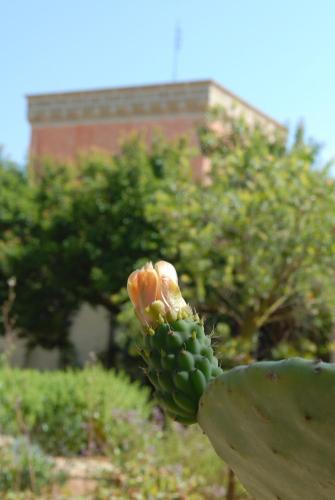 Masseria Tenuta Specolizzi