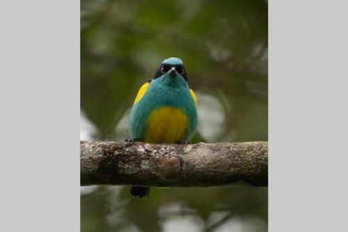 Caoni Riverside Suites - Birders Paradise by the river, Ecuadorian Chocó