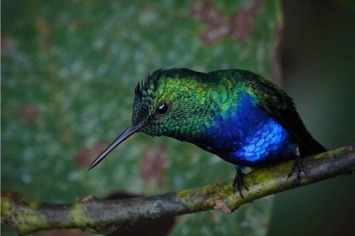 Caoni Riverside Suites - Birders Paradise by the river, Ecuadorian Chocó