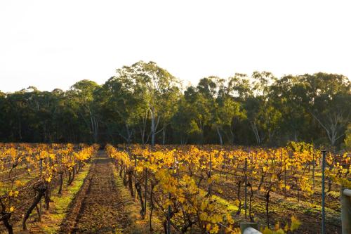 Byronsvale Vineyard and Accommodation