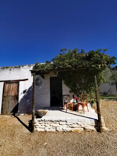 Olive grove cottage in Koringberg