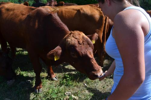 Farm Stay Peternelj - image 8