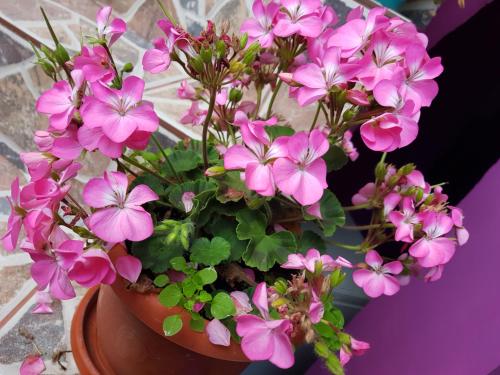 Casa Simona Casa Simona