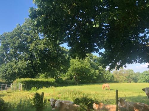 Nanny Goat Rest At Ashlands Farm