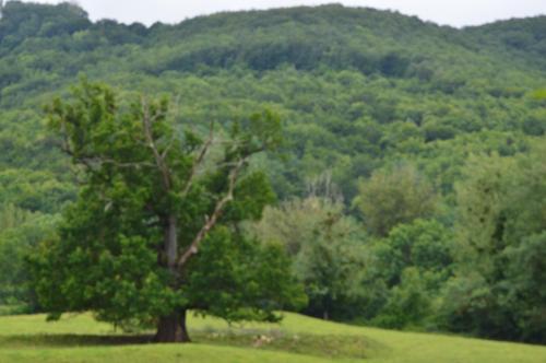 A környék, Gîtes des Palanges à l'Aubrac (Gites des Palanges a l'Aubrac) in Laissac