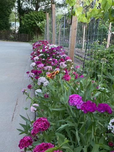 Gillen House Bed and Breakfast - 정원