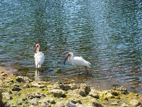 Estero Beach & Tennis 204B by Kathy Nesbit Vacations - image 3