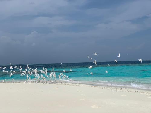 306602241 PERLA Dhangethi