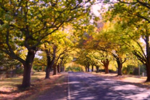 Pet friendly garden studio apartment, Apartment Glenlyon