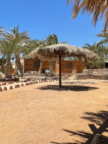 Exterior view, Dolphin Camp in Dahab