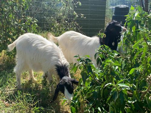 Case Coloniche Berni – Impruneta, IA