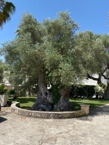 Città Bianca Country Resort - image 6