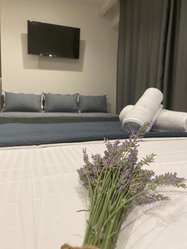 Levanda suites