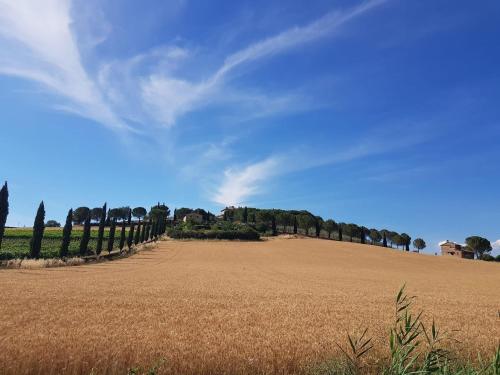 Il vecchio seccatoio