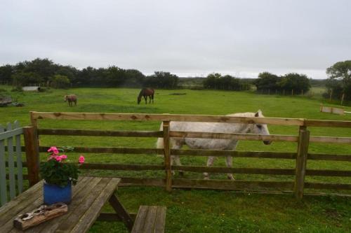 Stunning Barn Conversion next to Horse Field sleeps 10