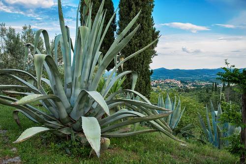 Castellina di Bocco