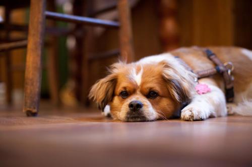 Hotel Schwalbe - image 11