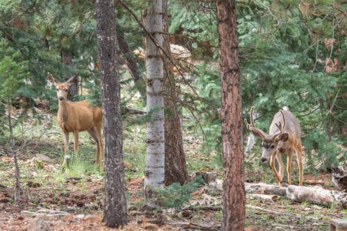 Duck Creek Cozy Cabin - image 11