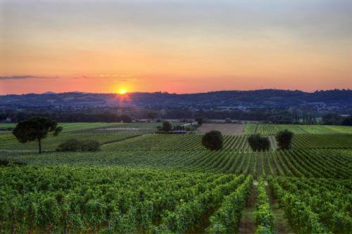 Poggio alle Vigne