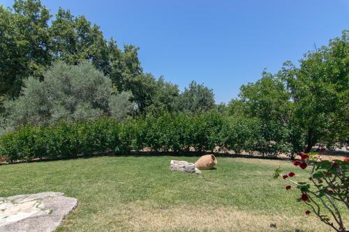 Iris Villa - image 7