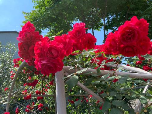 Guest House Smile - Kobuleti