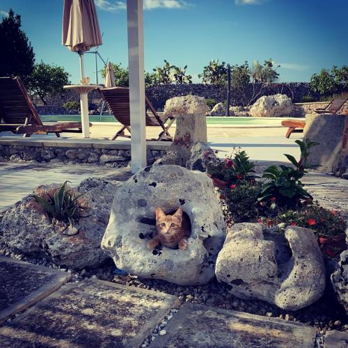 Aktivitātes, Agriturismo Masseria Saittole in Karpidžnano Salentino