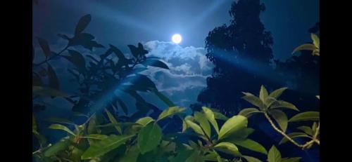 View, La Ceiba Tree Lodge in Puntarenas