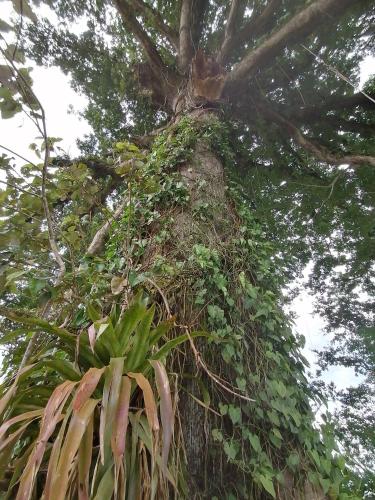Restaurant, La Ceiba Tree Lodge in Puntarenas