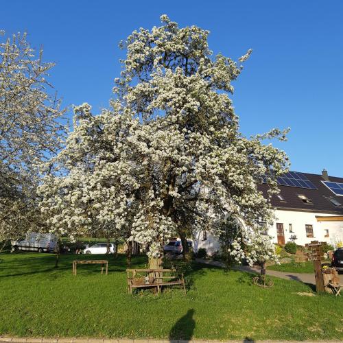 Am Hohestein
