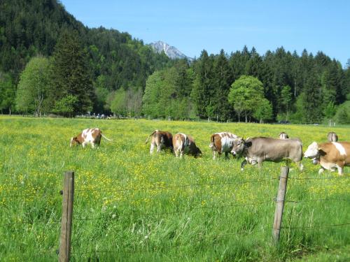 奥斯特里德公寓