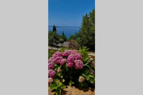 Villa Pergola -Apartment Roko