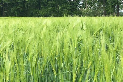 Havre de paix dans le Jura Alsacien avec piscine privée externe de mai à septembre